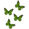green fei emoji 🦋