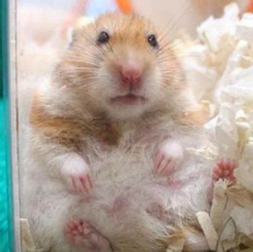 Hamsters emoji 🤨