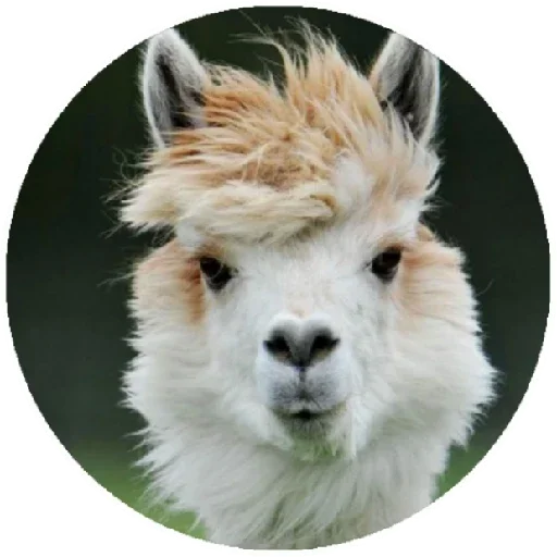 Happy Alpaca stiker 💨
