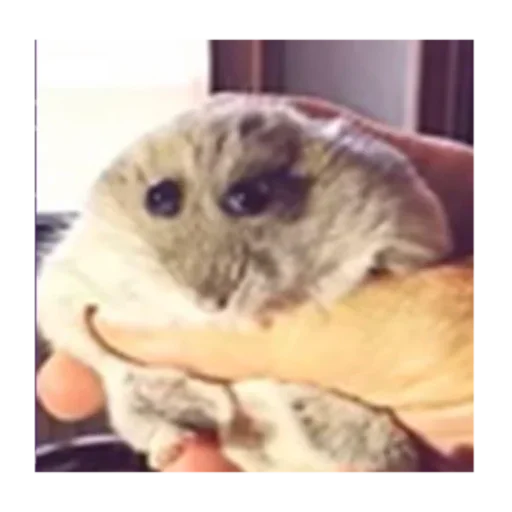 Эмодзи sad hamster 🫠
