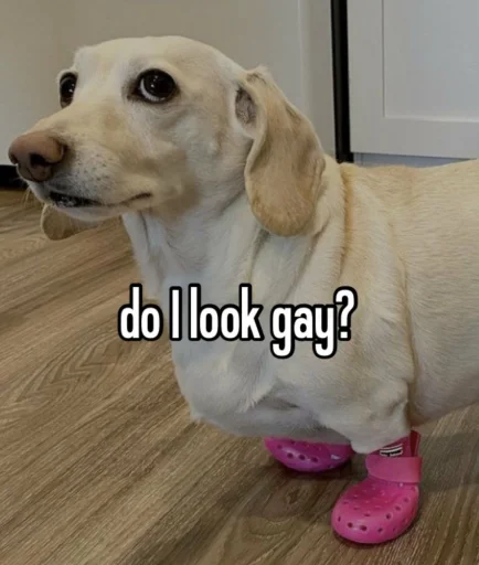 homophobic dog sticker 🚫