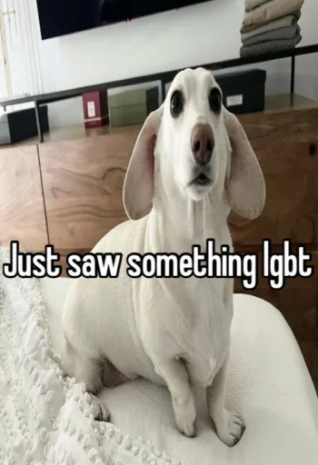 homophobic dog sticker 😒