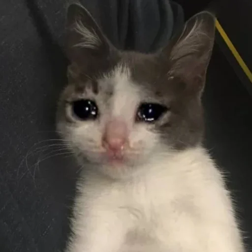 Эмодзи Sad Cat 😿