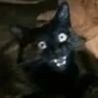 Jackal Cats  naljepnica 😱
