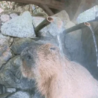 Капибара/Capybara pelekat 🚿