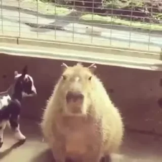 Капибара/Capybara pelekat 🐐