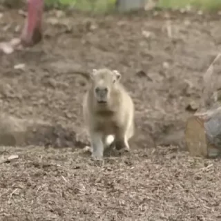 Капибара/Capybara pelekat 😱