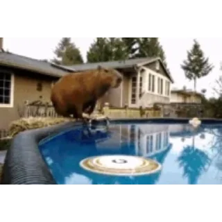 Капибара/Capybara pelekat 🏊‍♂️