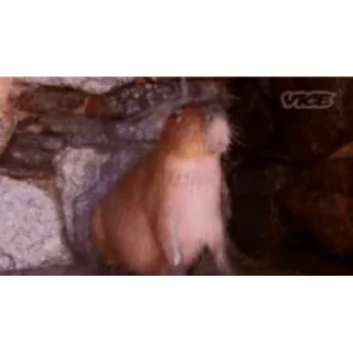 Капибара/Capybara pelekat 🚿