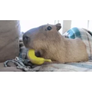 Капибара/Capybara pelekat 🍌