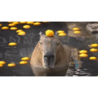 Капибара/Capybara pelekat 🛀