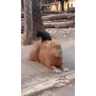 Капибара/Capybara pelekat 💤