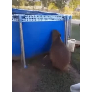Капибара/Capybara pelekat 🏊