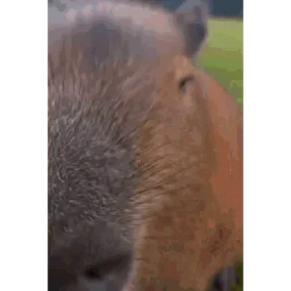 Капибара/Capybara pelekat 🦫