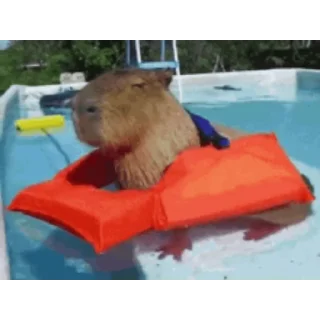 Капибара/Capybara pelekat 🦫