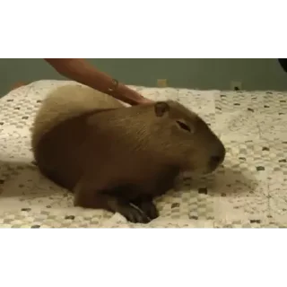 Капибара/Capybara pelekat 😏