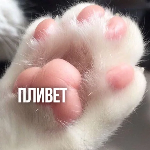 Telegram stickers Kittydogs