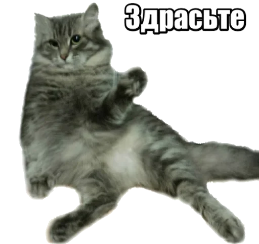 Stiker Telegram 40 кошек