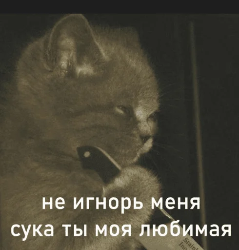 Stiker Telegram котики