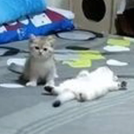 Эмодзи mini cats 🤫