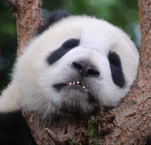 Telegram stiker «Lazy Panda» 
