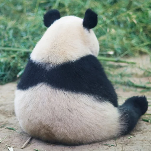 Стикер Telegram «Lazy Panda» 