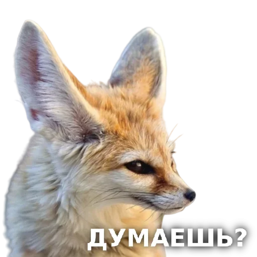 Telegram stickers ЛисичкоПак