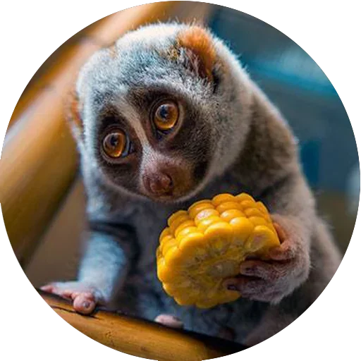 Lovely Lemurs sticker 🍔