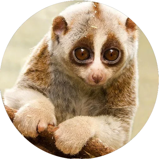 Lovely Lemurs sticker 😊