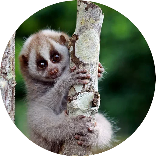 Lovely Lemurs sticker 😎