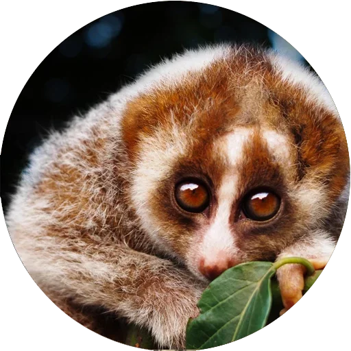 Lovely Lemurs sticker ☺️