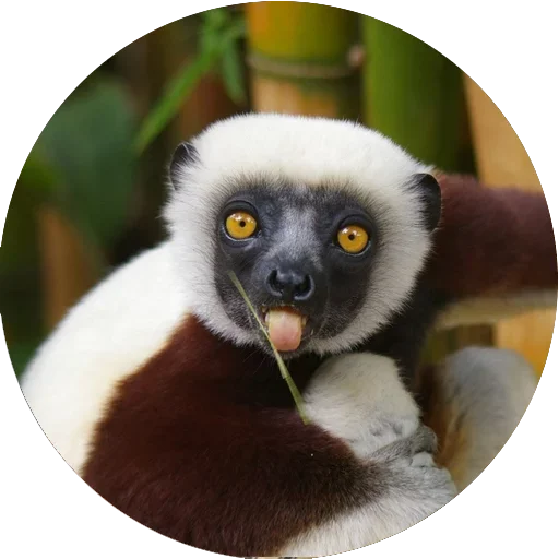 Lovely Lemurs sticker 😋