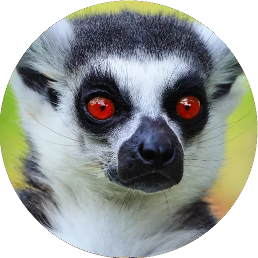 Lovely Lemurs sticker 😎