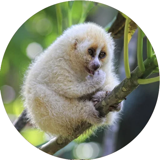 Lovely Lemurs sticker ☺️