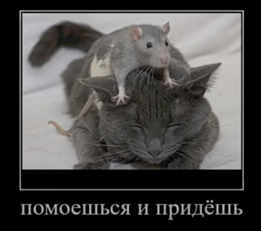 Мышиные мордахи 🐭 pelekat 💧