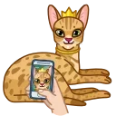 Memes With Cats sticker 👸