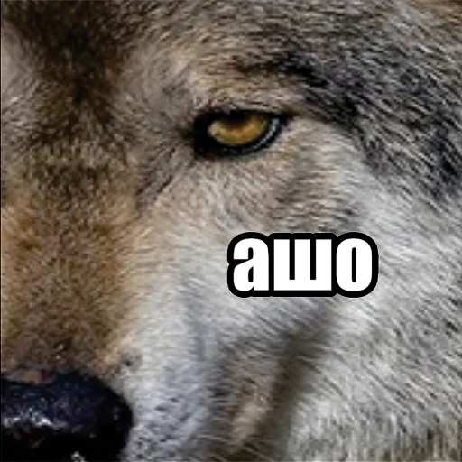 Волчьи мемы emoji ⁉️