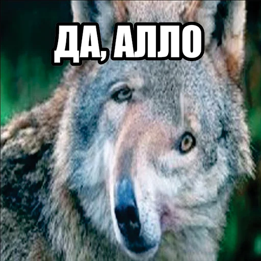 Эмодзи Волчьи мемы 📞