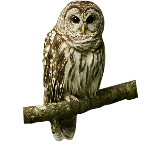 Telegram stickers Owls
