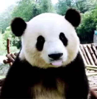 Panda Mood  sticker 🐼