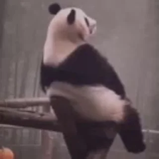 Стикер Panda Mood  🐼