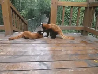 Panda Mood  naljepnica 🐼