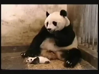 Panda Mood  naljepnica 🐼