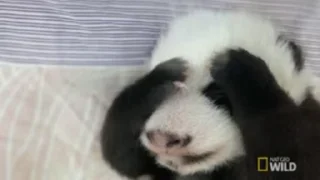 Panda Mood  sticker 🐼
