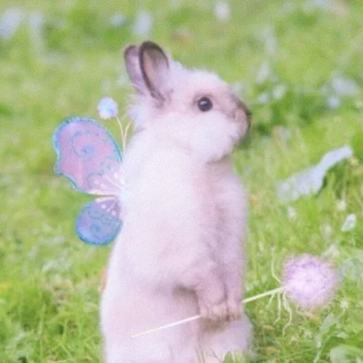 ᭝݊sOft rabbit ⵓ ⿴༘͜᭼̣ꪆ stiker 🐰