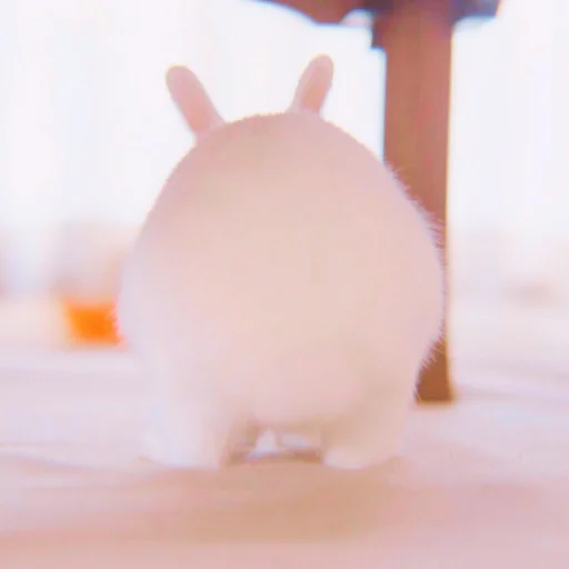 ᭝݊sOft rabbit ⵓ ⿴༘͜᭼̣ꪆ sticker 🐰