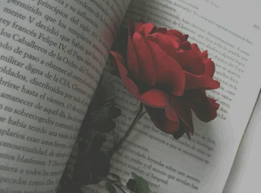  Rose 🌹 pelekat 🌹