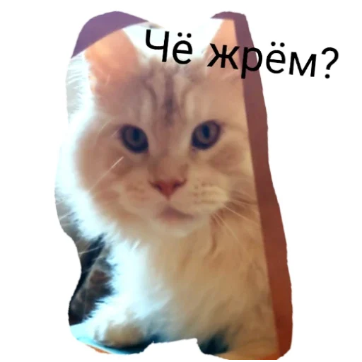 Telegram stickers Симба Том Лягушка и Губка Боб