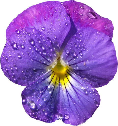 Telegram Sticker «The Violet Flower» 🥰