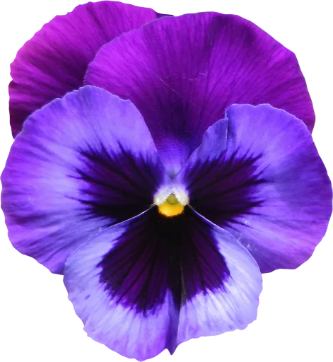 The Violet Flower pelekat 😇